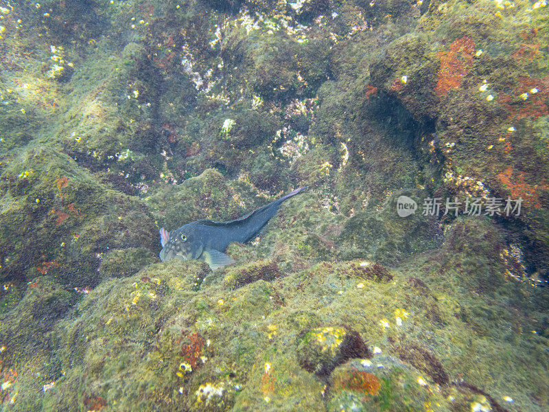 Molly Miller (Scartella cristata)在La Palma, Playa de Los Cancajos。